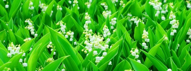 muguet.jpg