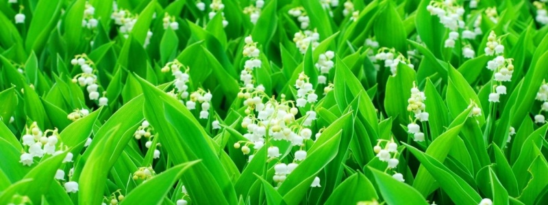 muguet.jpg